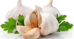 garlic